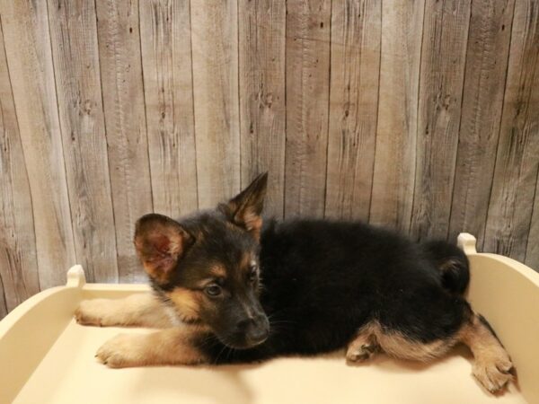 German Shepherd DOG Female black/tan 26942 Petland Racine, Wisconsin