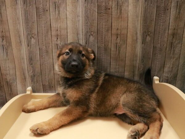 German Shepherd DOG Male Sable 26943 Petland Racine, Wisconsin