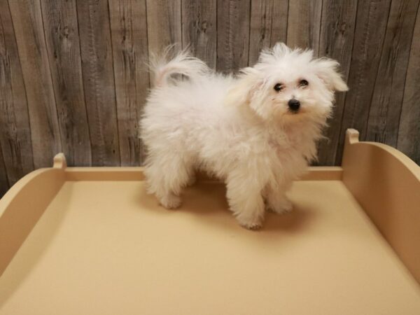 Bichonpoo DOG Male White / Cream 26721 Petland Racine, Wisconsin