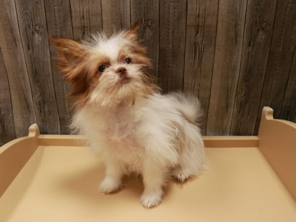 Shih Pom-DOG-Female-Red-26639-Petland Racine, Wisconsin