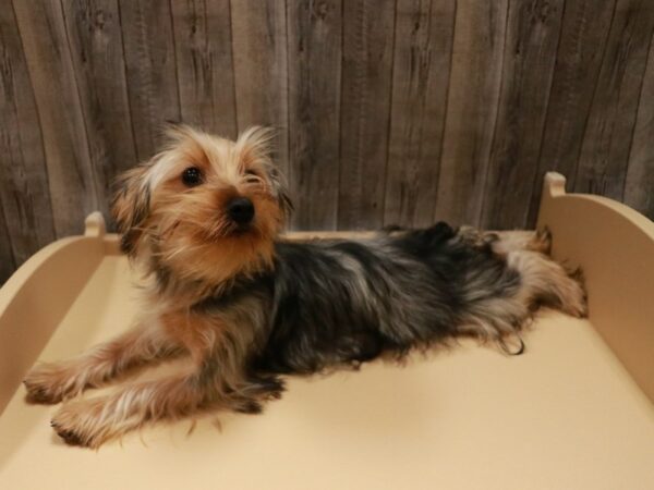 Yorkshire Terrier DOG Female Black / Tan 26539 Petland Racine, Wisconsin