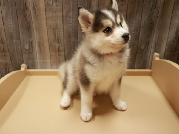 Pomsky DOG Female Gray / White 27009 Petland Racine, Wisconsin