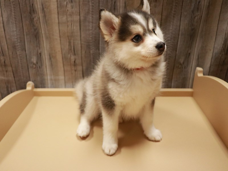 Pomsky