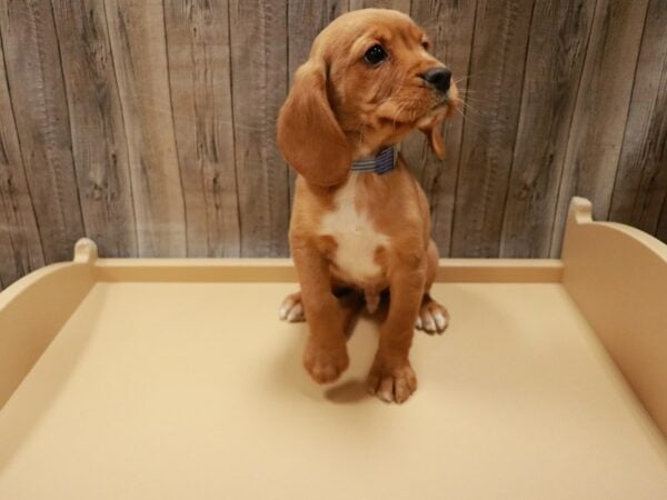 CavaBea DOG Male Red 27007 Petland Racine, Wisconsin