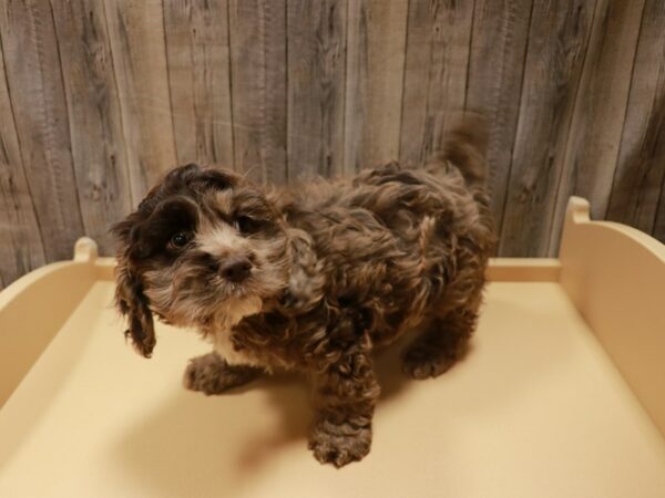 Cockapoo DOG Male Chocolate Merle 27006 Petland Racine, Wisconsin