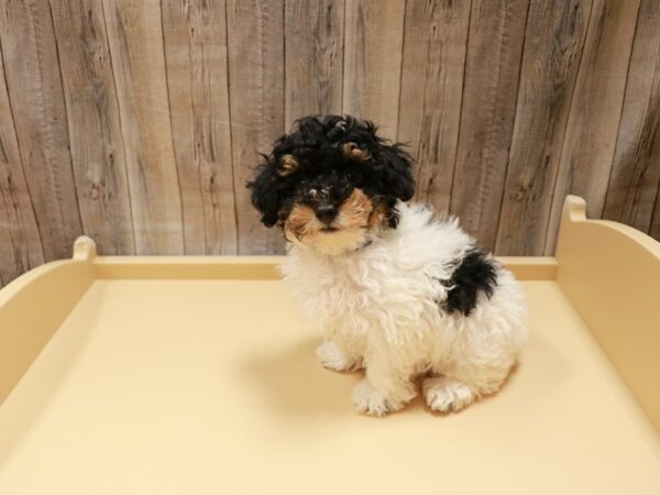 Poodle DOG Male Black / White 27005 Petland Racine, Wisconsin