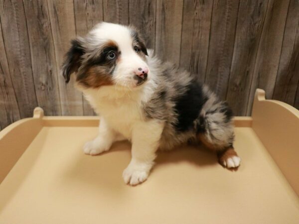 Australian Shepherd DOG Male Blue Merle 27004 Petland Racine, Wisconsin