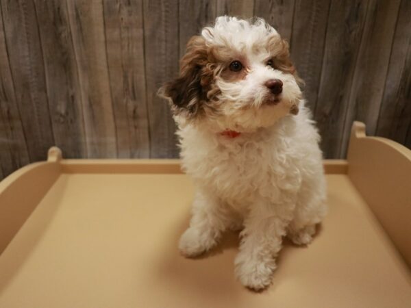 Poodle DOG Female White / Chocolate 27003 Petland Racine, Wisconsin