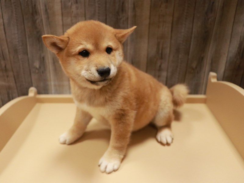 Shiba Inu