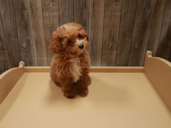 Poodle-DOG-Female-Red-27000-Petland Racine, Wisconsin