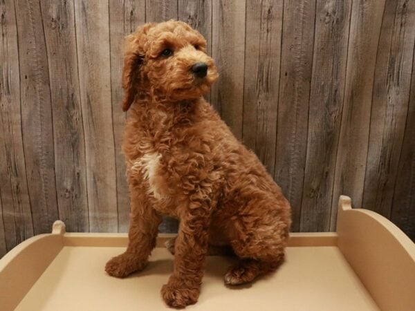 Standard Poodle DOG Male Red 26997 Petland Racine, Wisconsin