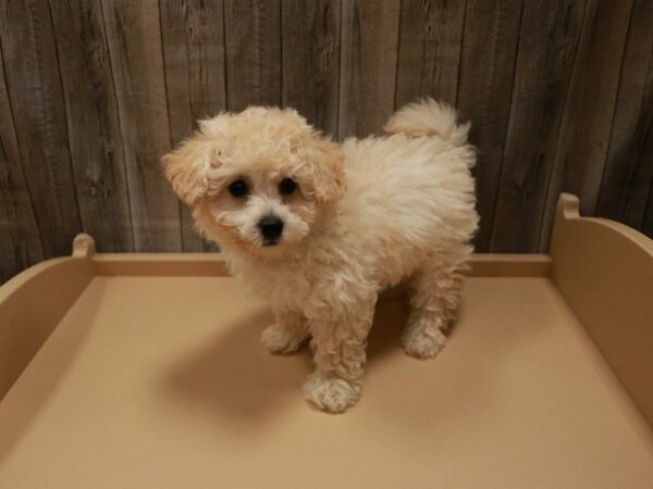 Bichonpoo DOG Male Cream 26994 Petland Racine, Wisconsin