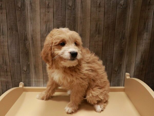 Mini Goldendoodle-DOG-Female-Golden-26993-Petland Racine, Wisconsin