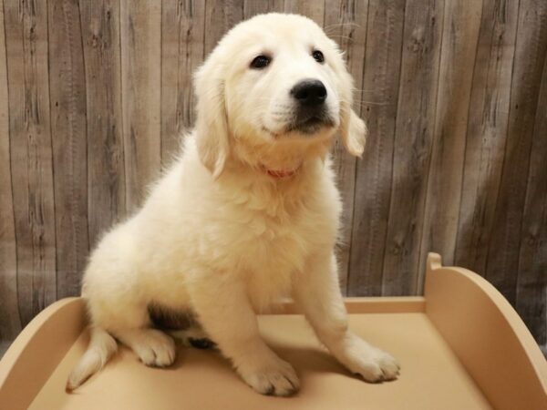Golden Retriever-DOG-Male-Cream-26991-Petland Racine, Wisconsin