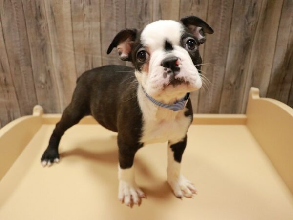 Boston Terrier DOG Male Black / White 26990 Petland Racine, Wisconsin