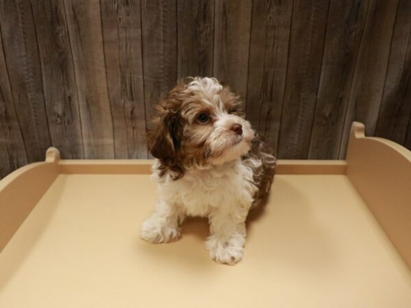 Havanese DOG Male Chocolate / White 26989 Petland Racine, Wisconsin