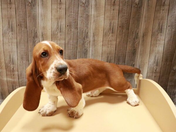 Basset Hound DOG Male Red / White 26988 Petland Racine, Wisconsin