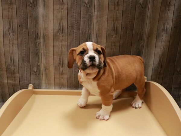 Beabull 2nd Gen-DOG-Female-Red / White-26987-Petland Racine, Wisconsin