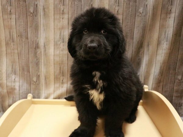 Newfoundland DOG Male black 26979 Petland Racine, Wisconsin