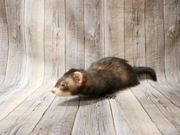 Ferret FERRET 26981 Petland Racine, Wisconsin