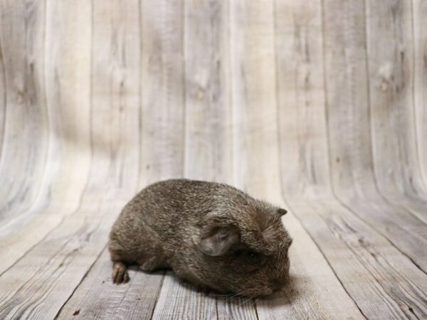 Crested GUINEA PIG Male 27014 Petland Racine, Wisconsin