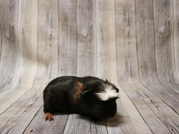 Crested-GUINEA PIG-Male--27013-Petland Racine, Wisconsin