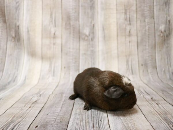 Crested GUINEA PIG Female 27011 Petland Racine, Wisconsin