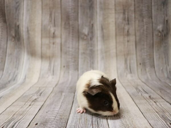 American Guinea Pig-GUINEA PIG-Female--27012-Petland Racine, Wisconsin