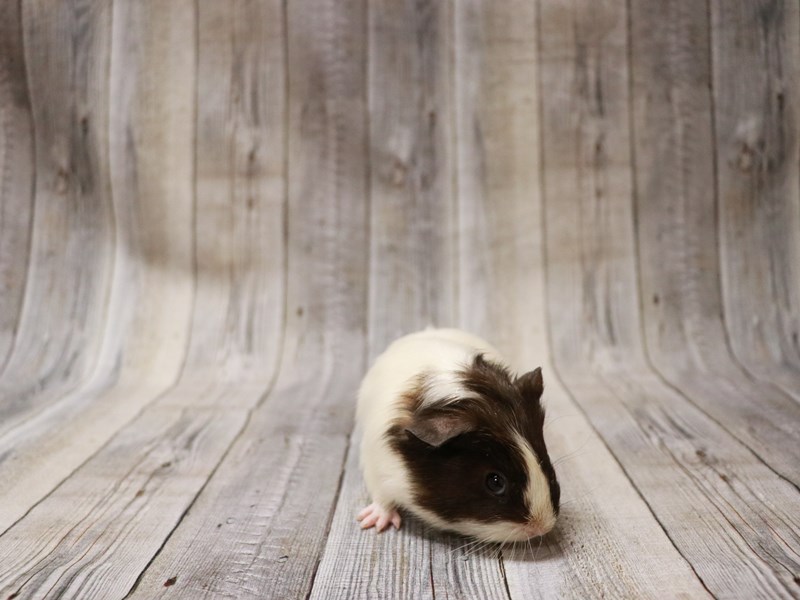 American Guinea Pig