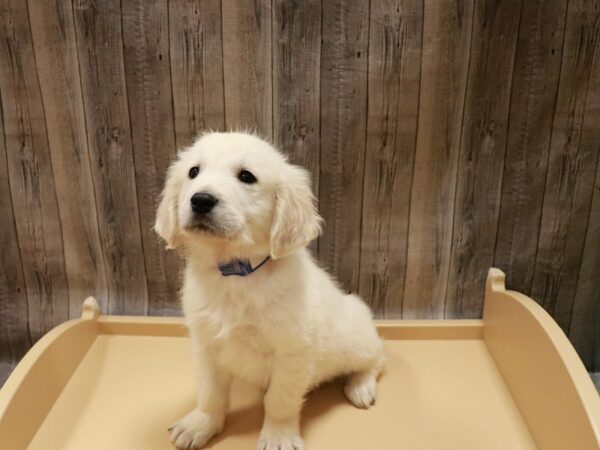 Golden Retriever-DOG-Male-Light Golden-27041-Petland Racine, Wisconsin