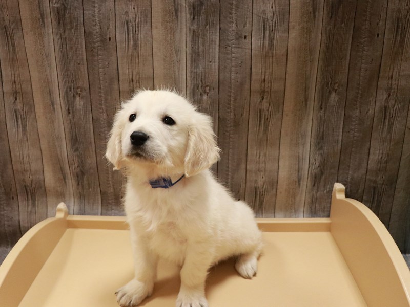 Golden Retriever – Green