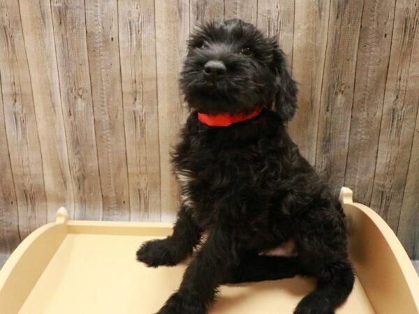 Giant Schnauzer DOG Male 27040 Petland Racine, Wisconsin