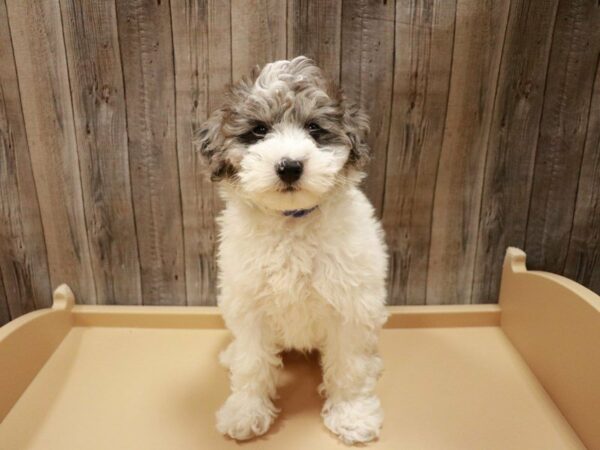 Schnoodle DOG Male Blue Merle / White 27039 Petland Racine, Wisconsin