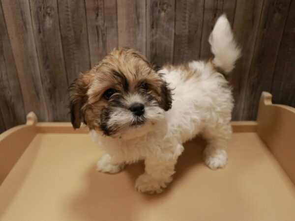 Teddy Bear DOG Male Brown / White 27038 Petland Racine, Wisconsin