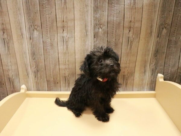 Poodle/Yorkshire Terrier-DOG-Female-Black-27037-Petland Racine, Wisconsin