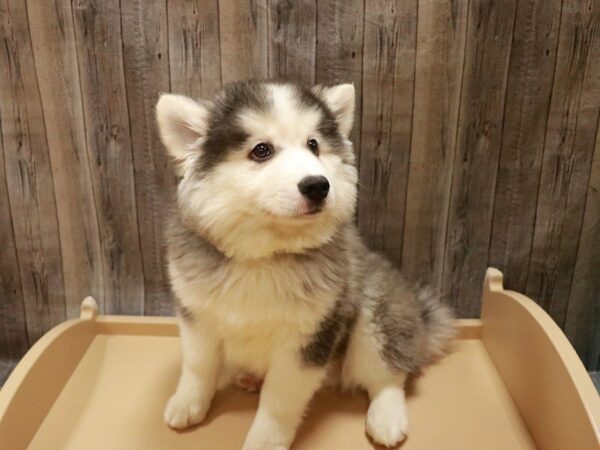 Siberian Husky/American Eskimo DOG Male Black / White 27036 Petland Racine, Wisconsin