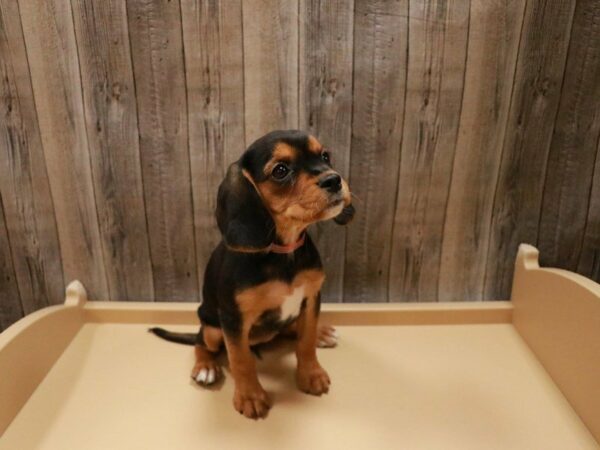 Beagle/Cavalier King Charles Spaniel DOG Female Black Tan / White 27035 Petland Racine, Wisconsin