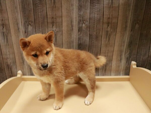 Shiba Inu DOG Male Red 27032 Petland Racine, Wisconsin