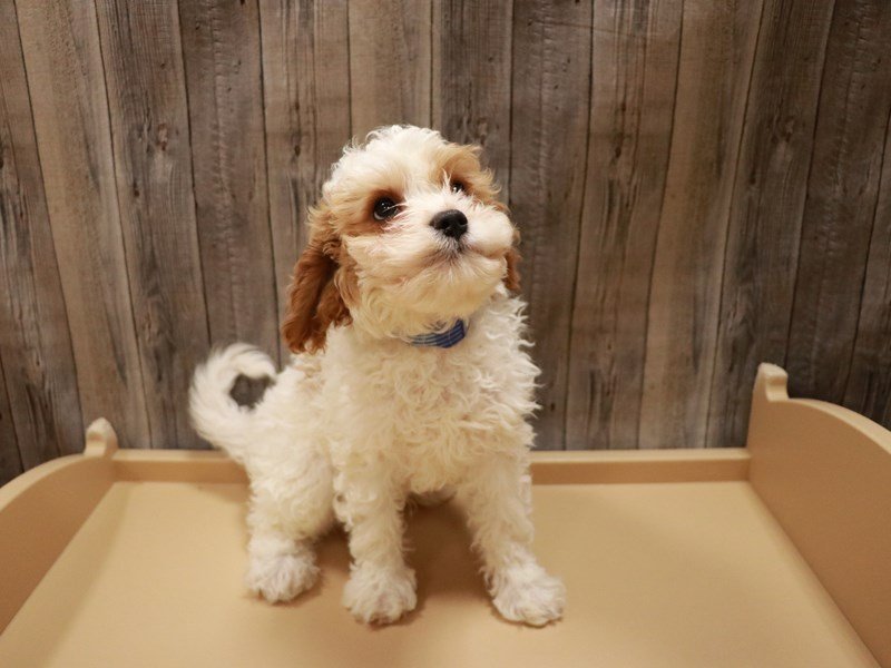 Cavapoo