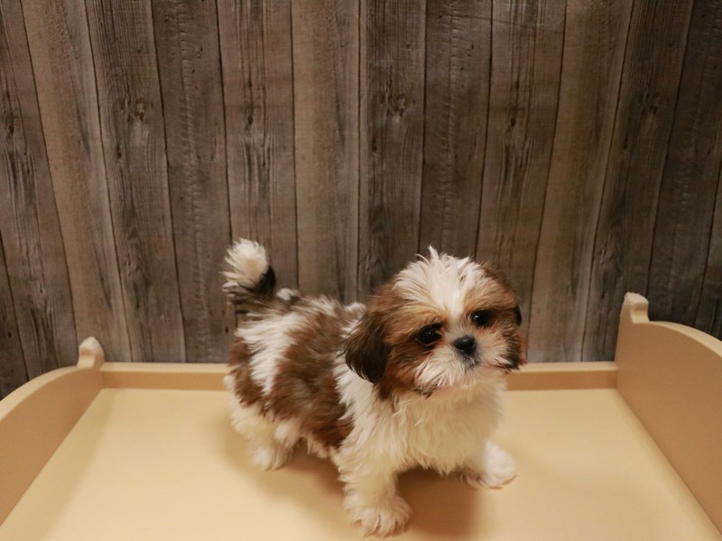 Shih Tzu