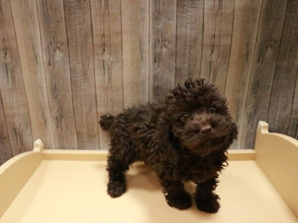 Cock A Poo 2nd Gen-DOG-Female-Chocolate-27028-Petland Racine, Wisconsin