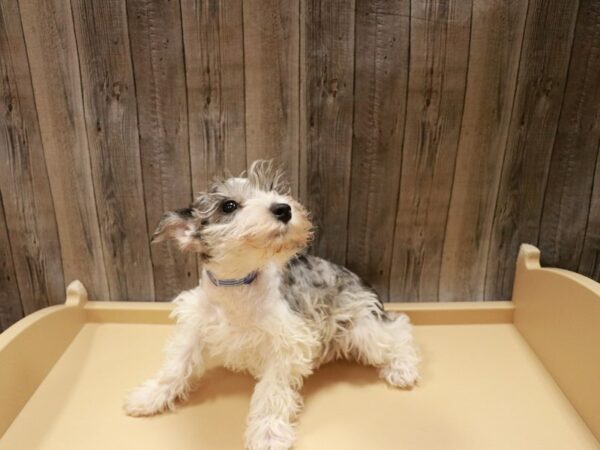 Miniature Schnauzer DOG Male Blue Merle 27027 Petland Racine, Wisconsin