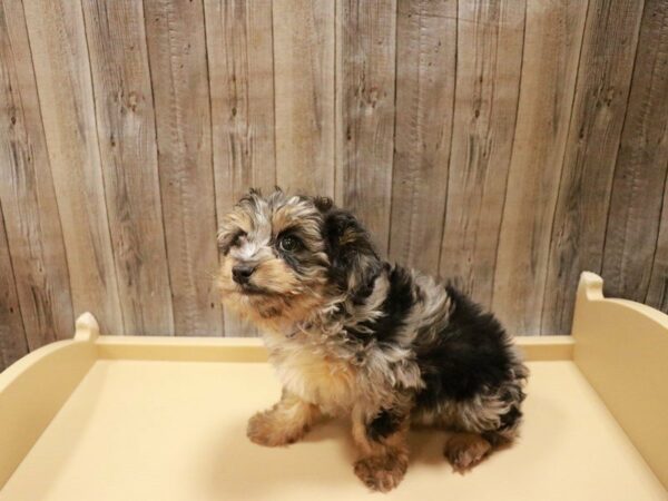 Australian Shepherd/Poodle-DOG-Male-Blue Merle-27026-Petland Racine, Wisconsin