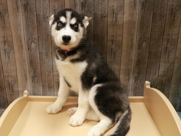 Siberian Husky DOG Female Black / White 27025 Petland Racine, Wisconsin