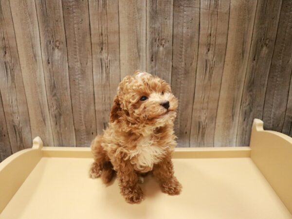 Pomeranian/Poodle-DOG-Male-Light Red-27024-Petland Racine, Wisconsin