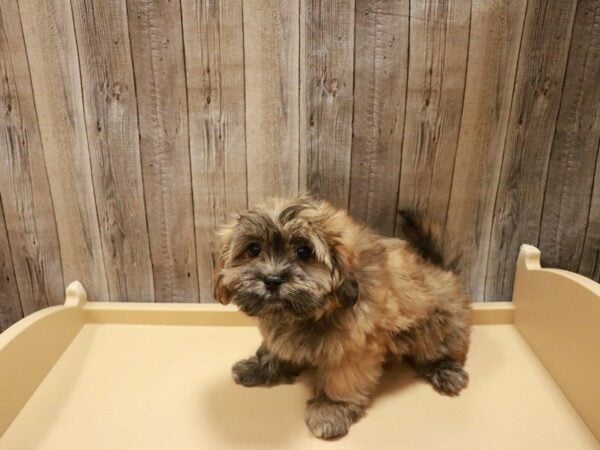 Maltese/Shih Tzu DOG Male Brown / Tan 27023 Petland Racine, Wisconsin