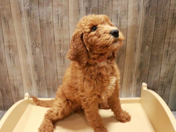 Goldendoodle DOG Female Dark Golden 27022 Petland Racine, Wisconsin