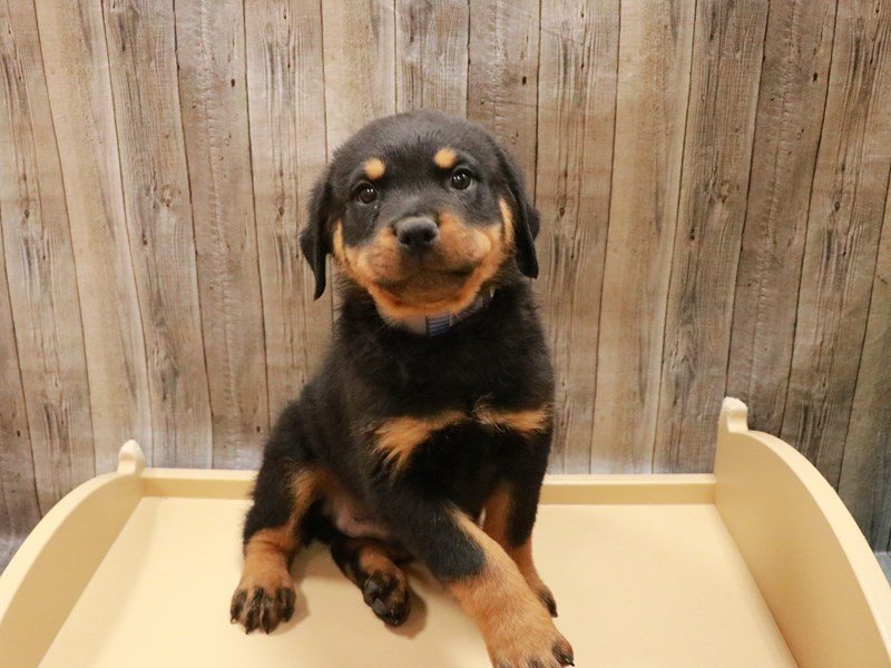 Rottweiler