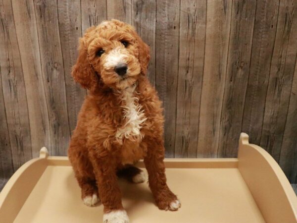 Poodle Standard DOG Male Red 27020 Petland Racine, Wisconsin