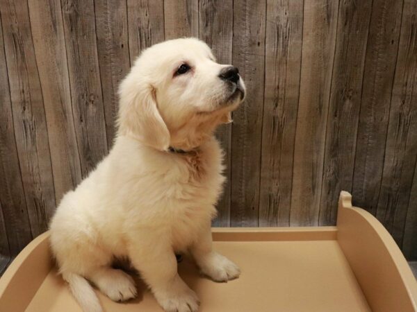 Golden Retriever-DOG-Male-Cream-27018-Petland Racine, Wisconsin